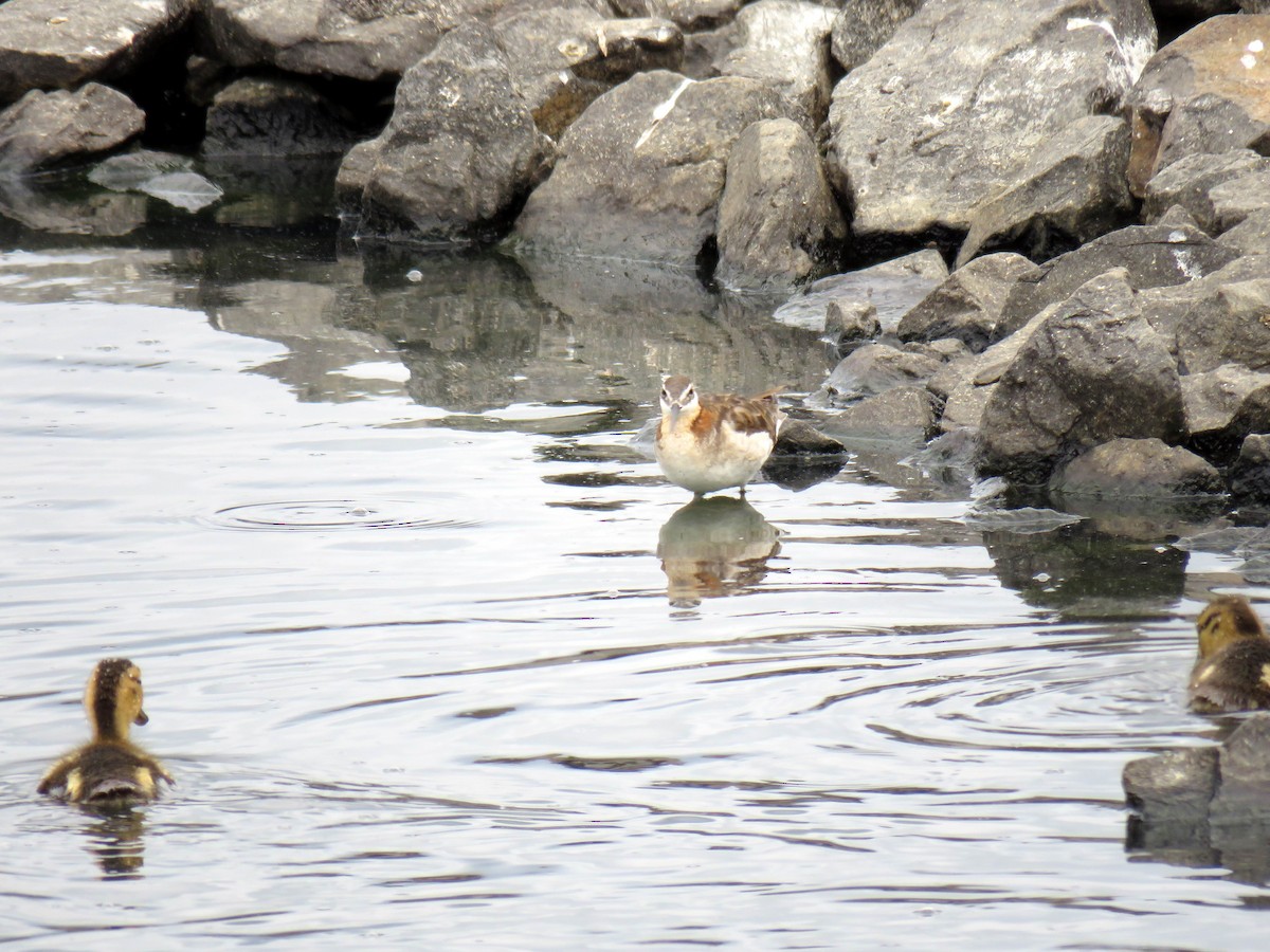 Wilson's Phalarope - ML620864950