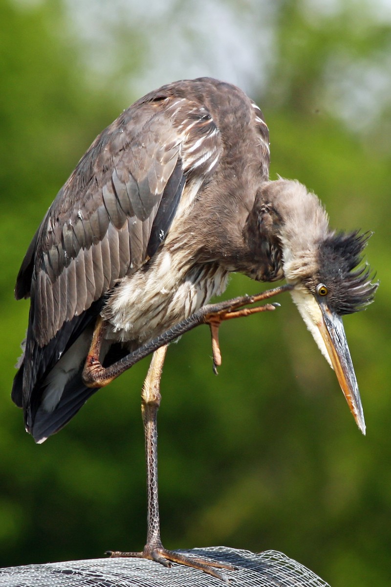 Great Blue Heron - ML620864954