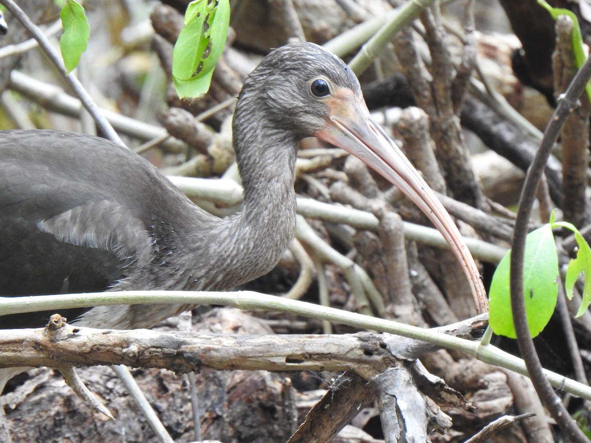 White Ibis - ML620864960