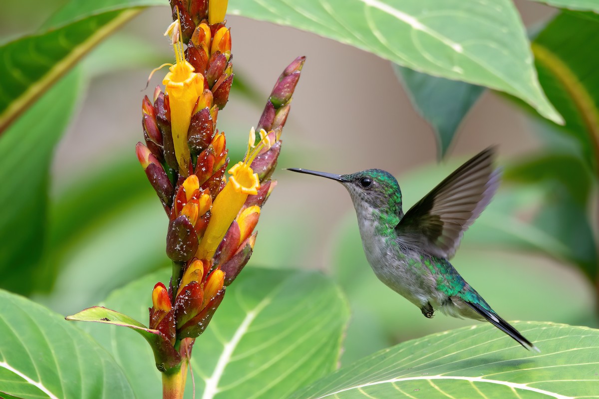 Violet-capped Woodnymph - ML620864967