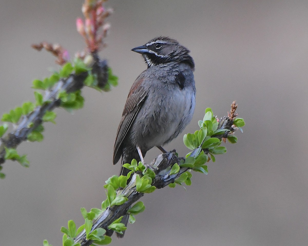 Five-striped Sparrow - ML620864968