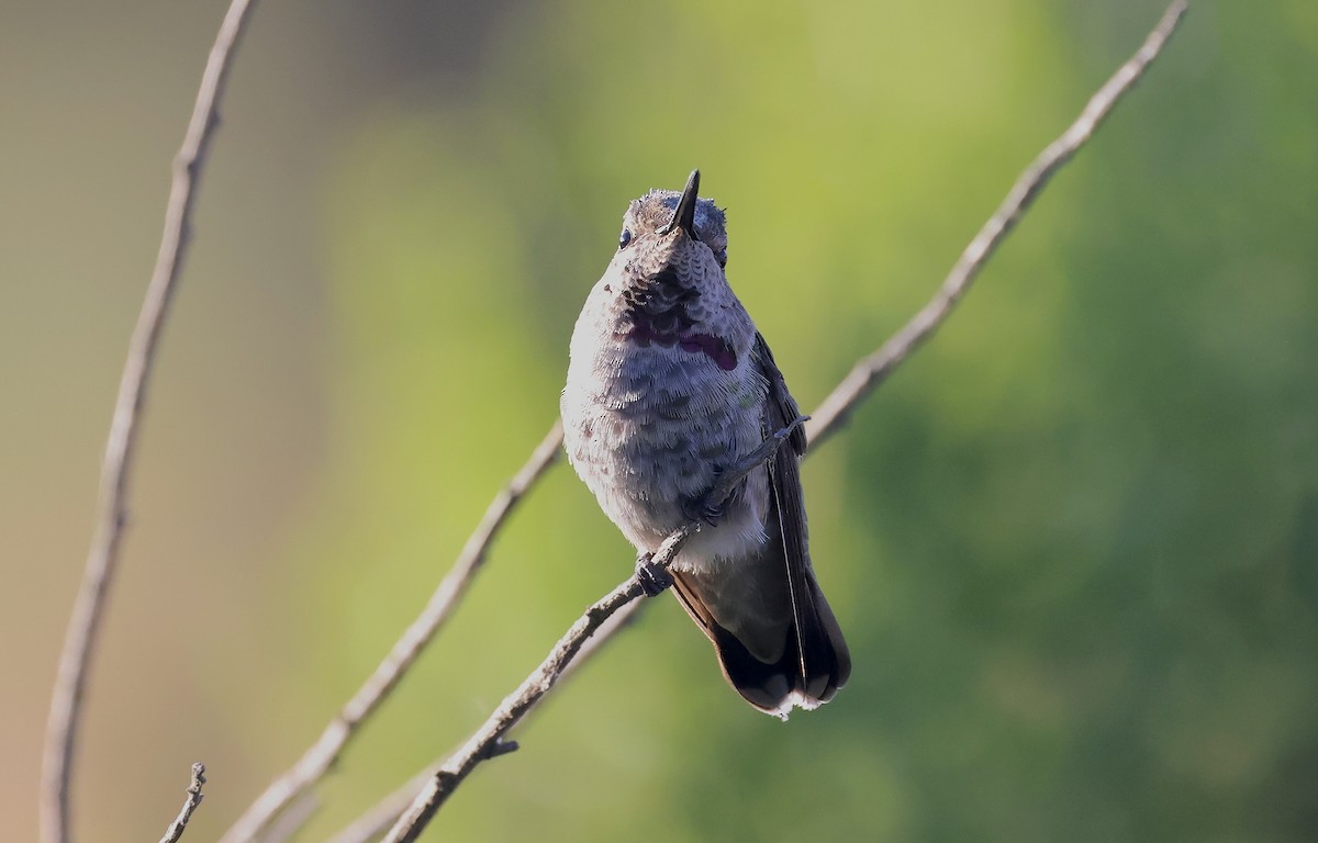 Anna's Hummingbird - ML620864971