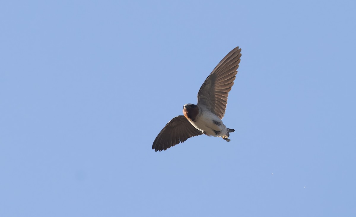 Cliff Swallow - ML620864977