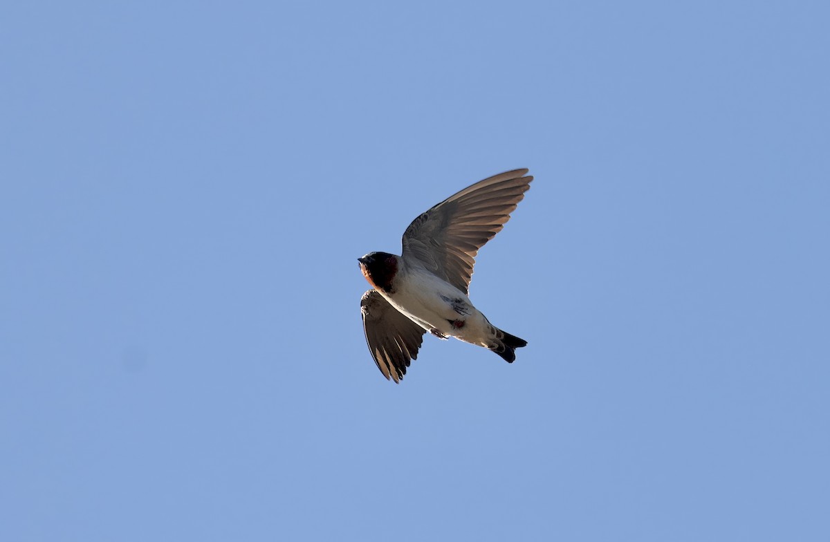 Cliff Swallow - ML620864979