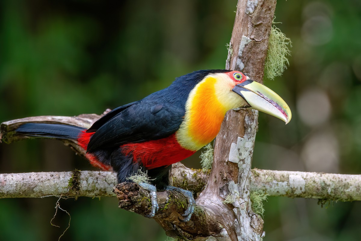Red-breasted Toucan - ML620864985