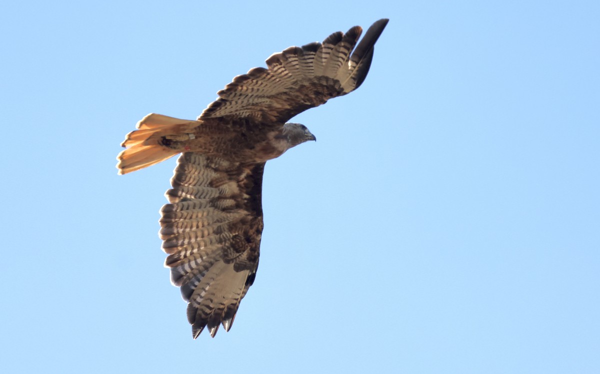 Red-tailed Hawk - ML620864986