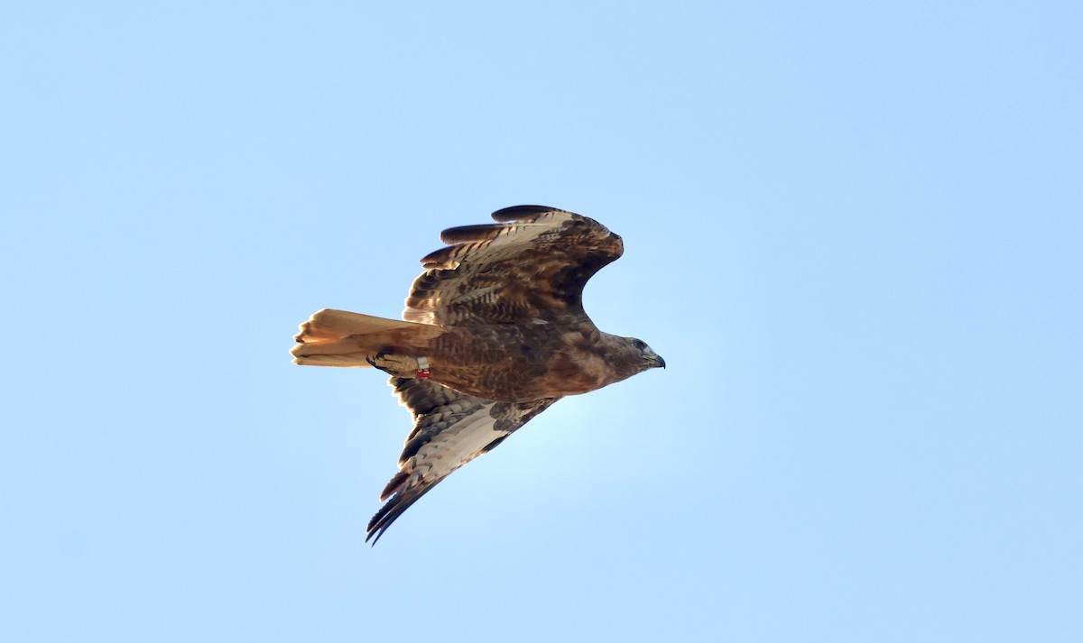 Red-tailed Hawk - ML620864989