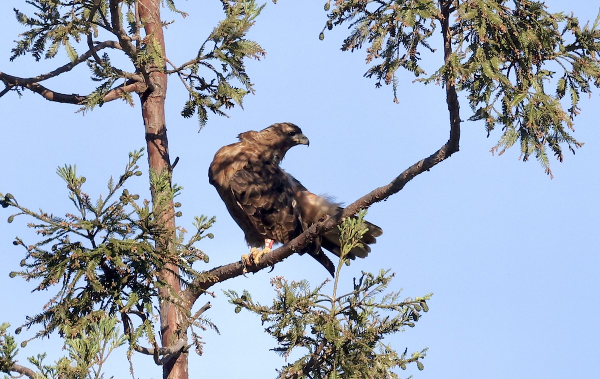 Red-tailed Hawk - ML620864991