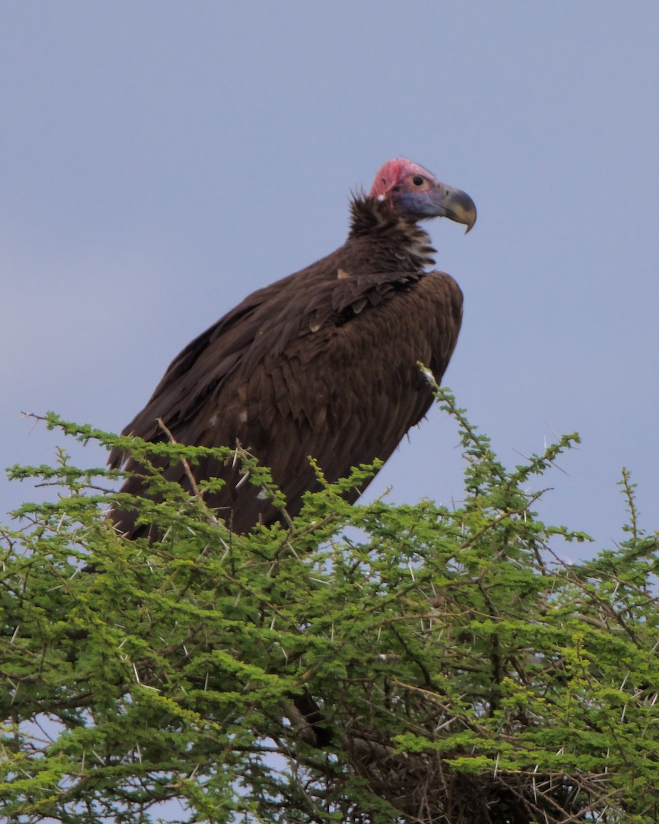 Lappet-faced Vulture - ML620864992