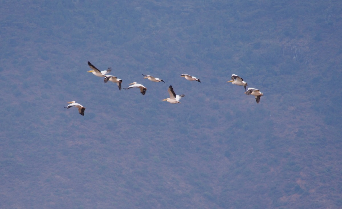 Great White Pelican - ML62086501