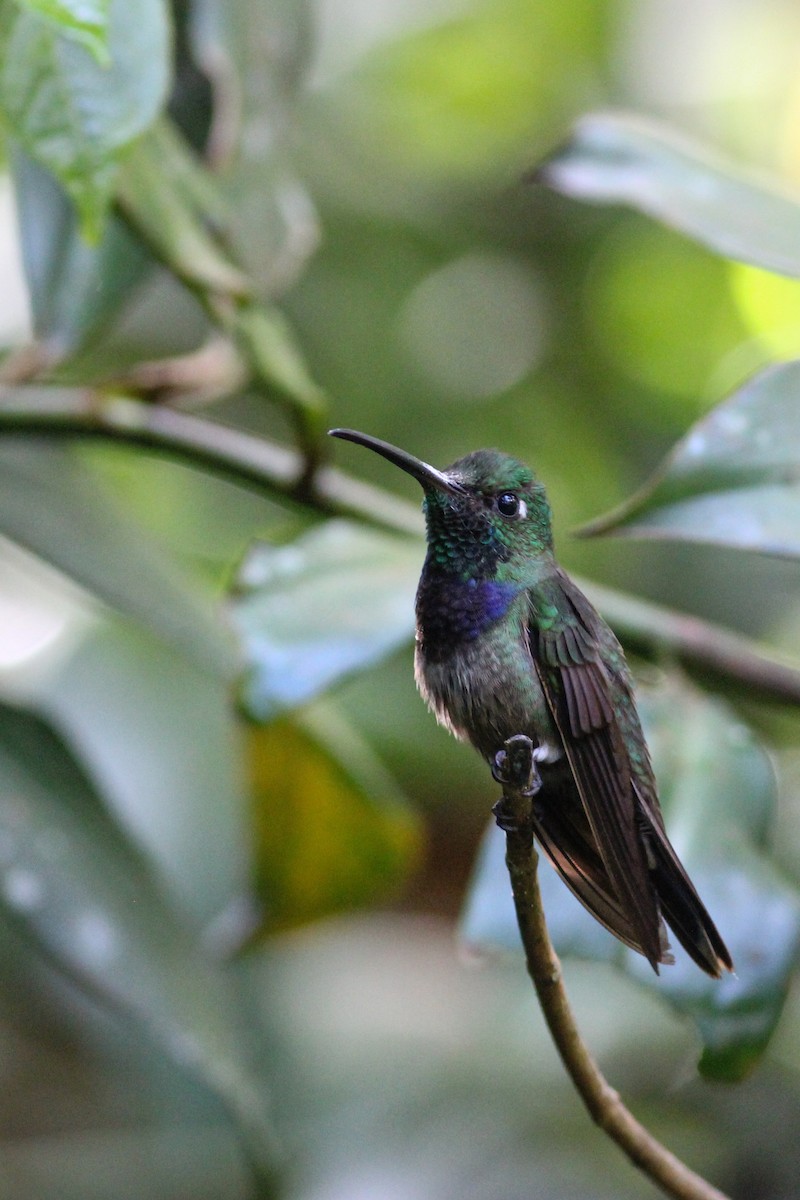 Violet-chested Hummingbird - ML620865012