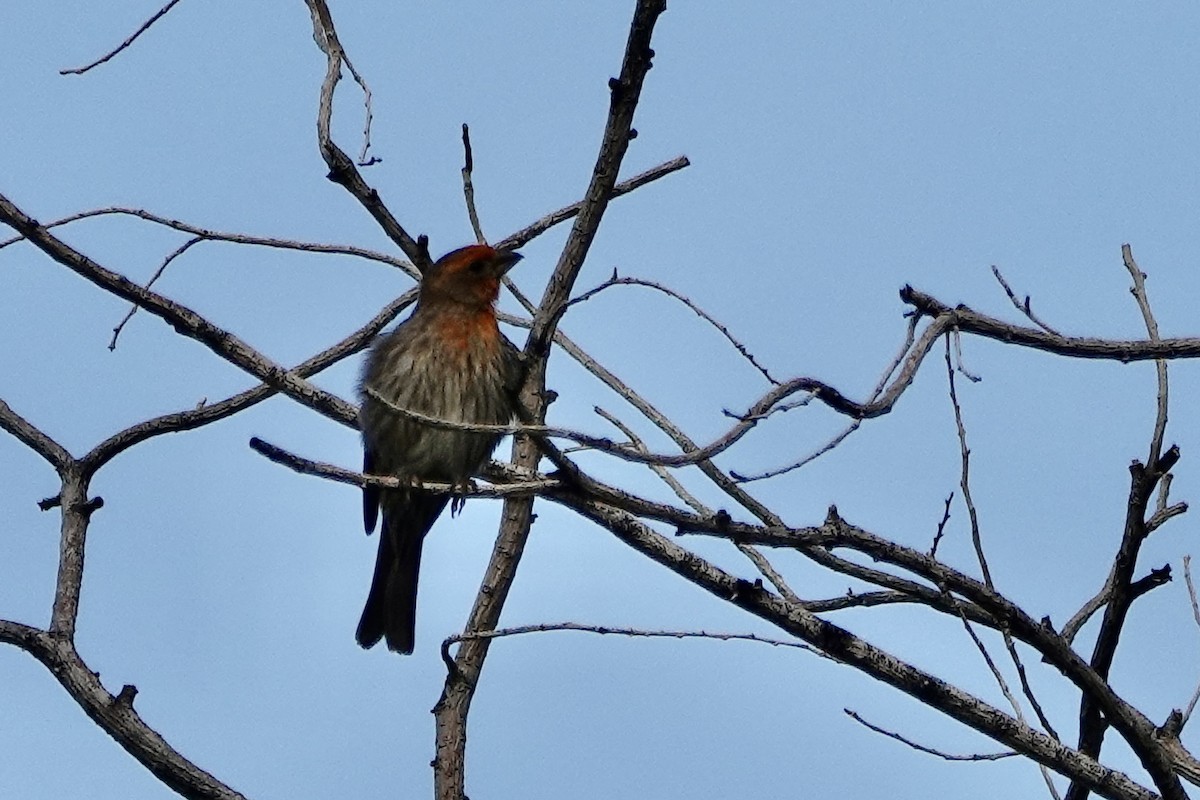 House Finch - ML620865016