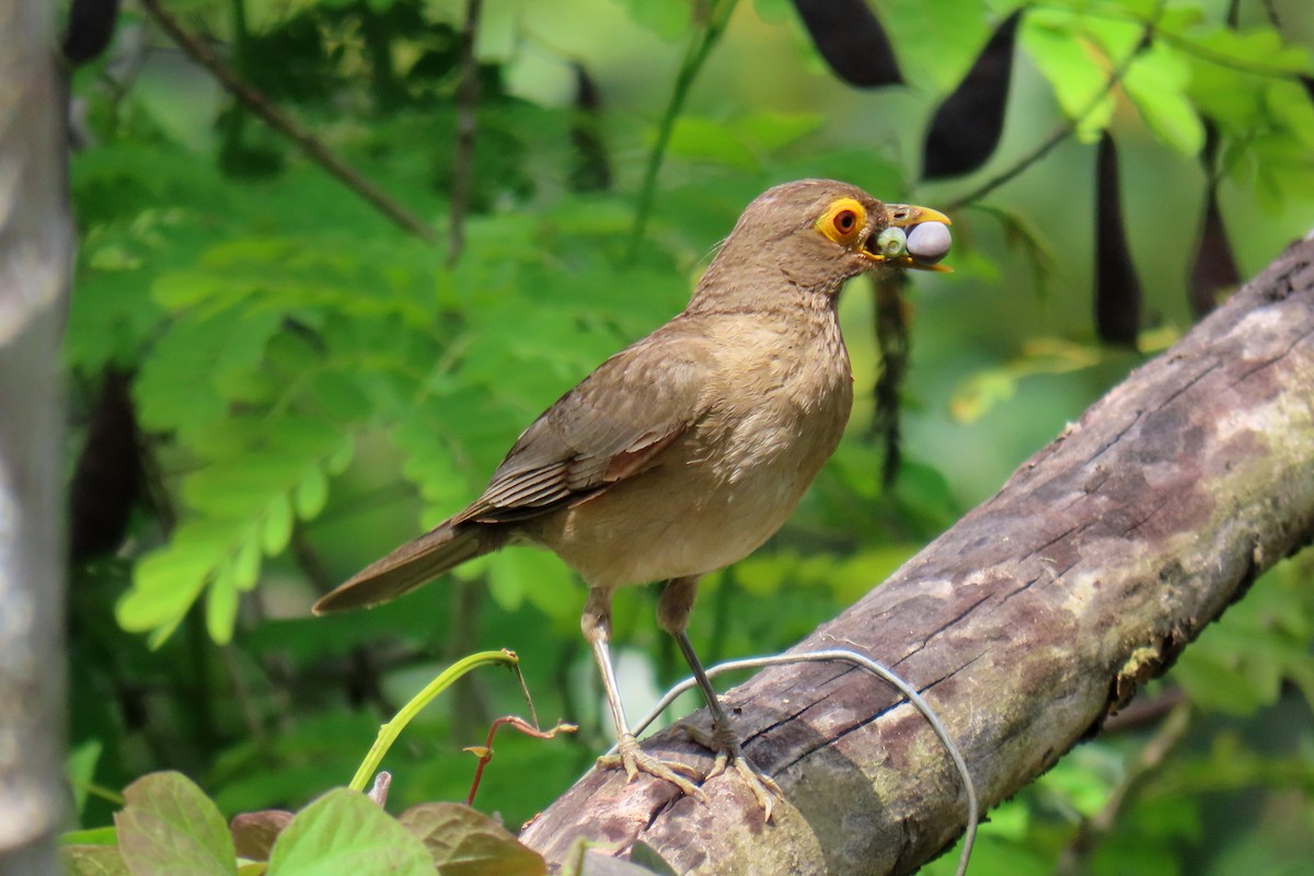 Spectacled Thrush - ML620865021