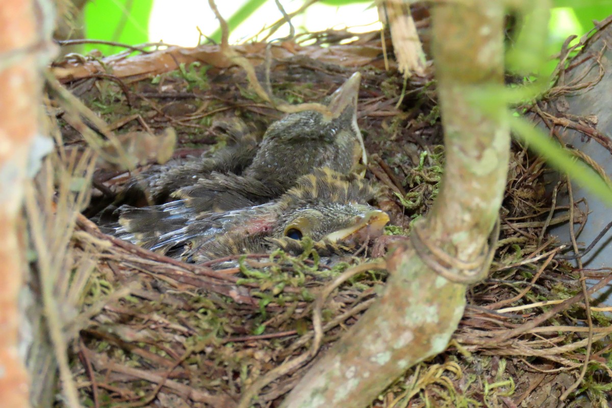 Spectacled Thrush - Thore Noernberg