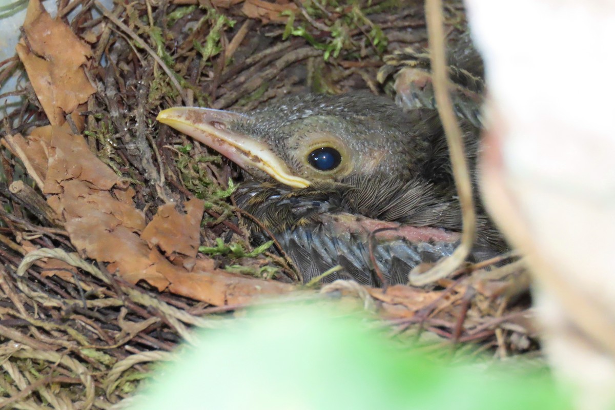 Spectacled Thrush - Thore Noernberg