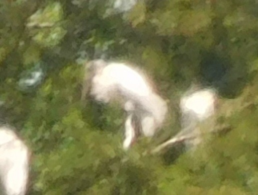 Wood Stork - ML620865038