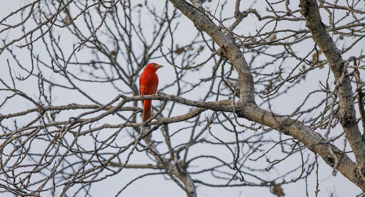 Summer Tanager - Michael Sadat