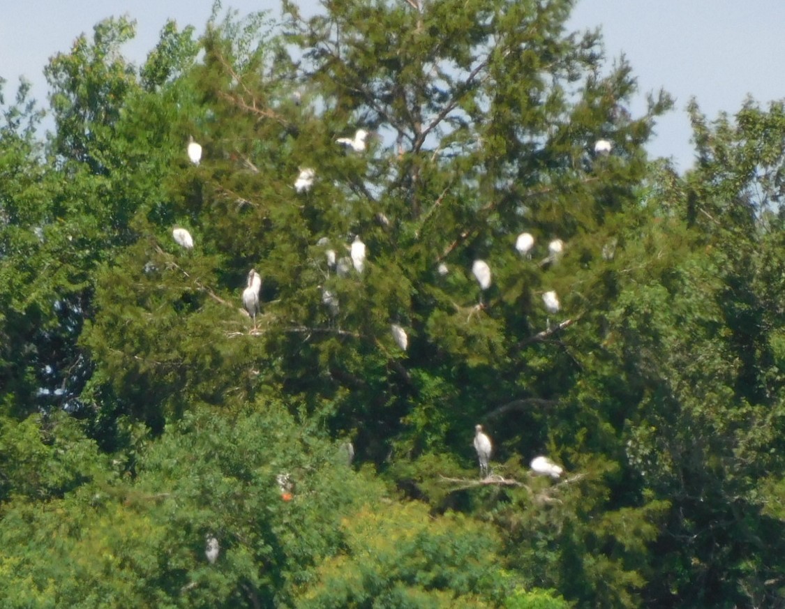 Wood Stork - ML620865040