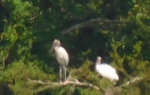 Wood Stork - ML620865041