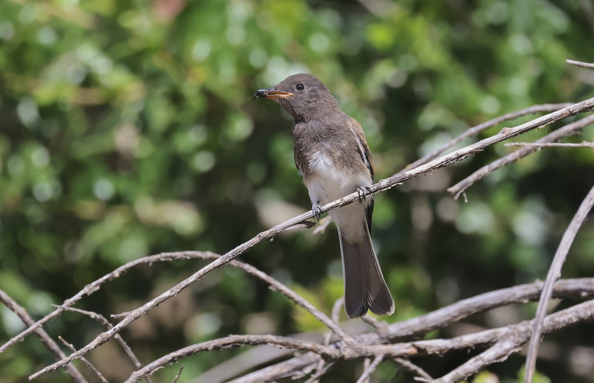 Black Phoebe - ML620865045