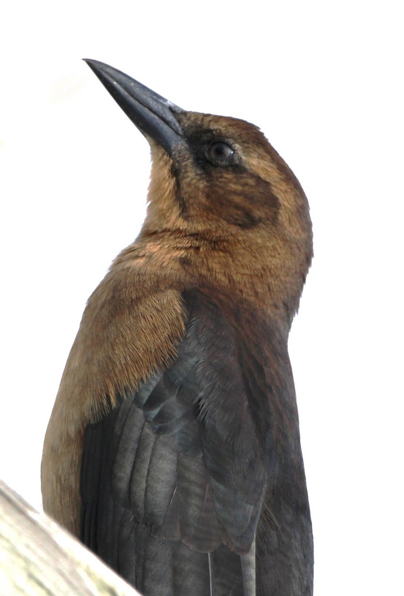 Boat-tailed Grackle - ML620865064