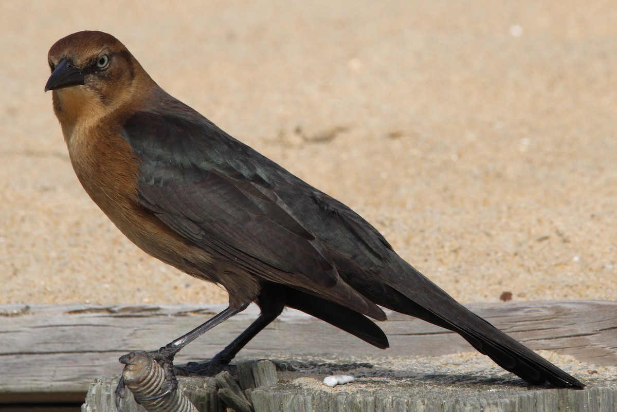 Boat-tailed Grackle - ML620865066