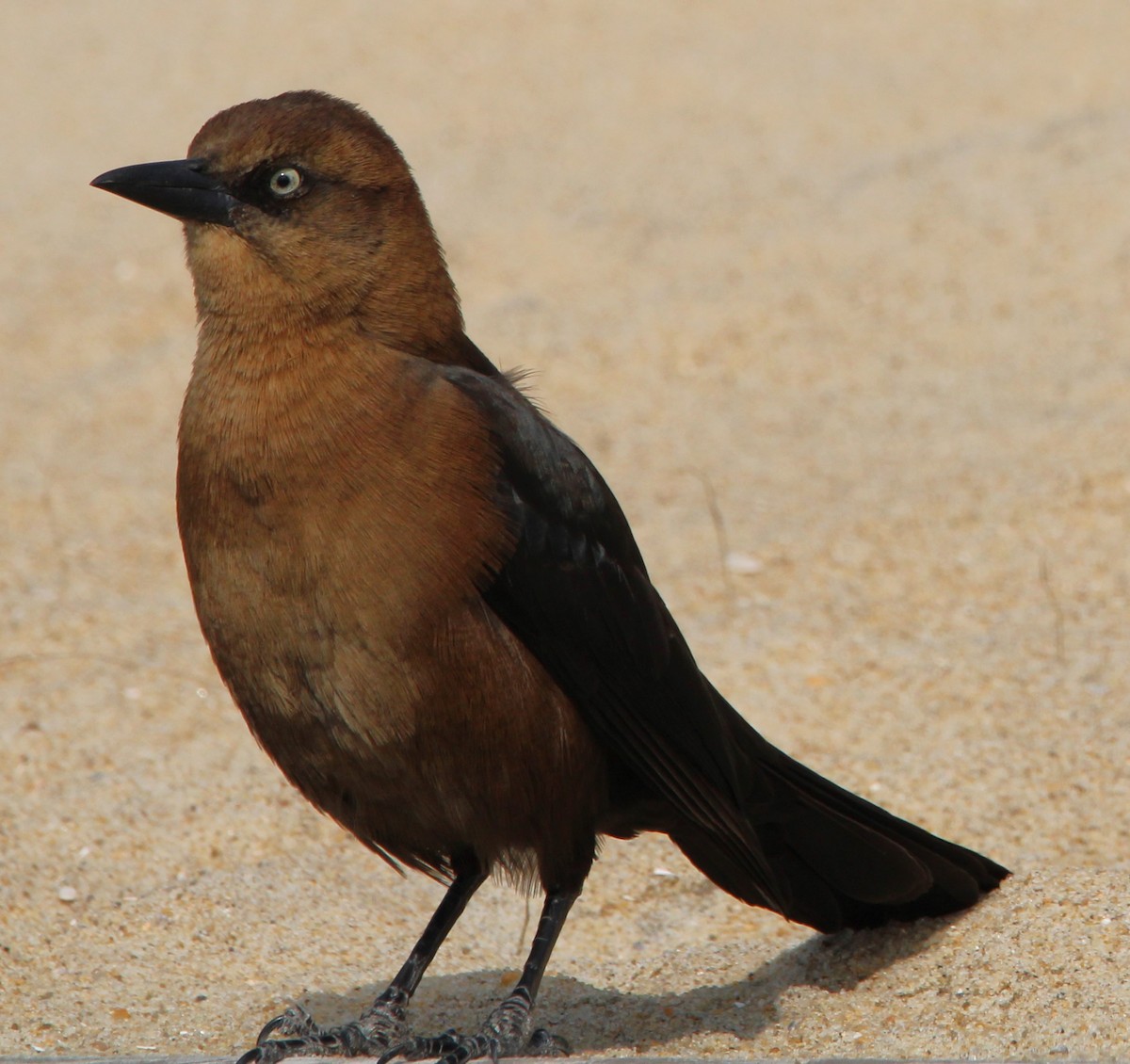 Boat-tailed Grackle - ML620865068