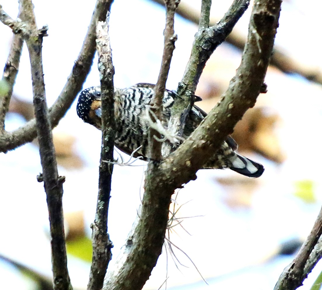 White-barred Piculet - ML620865083