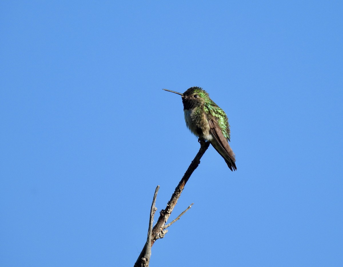 Broad-tailed Hummingbird - Susan Ringoen