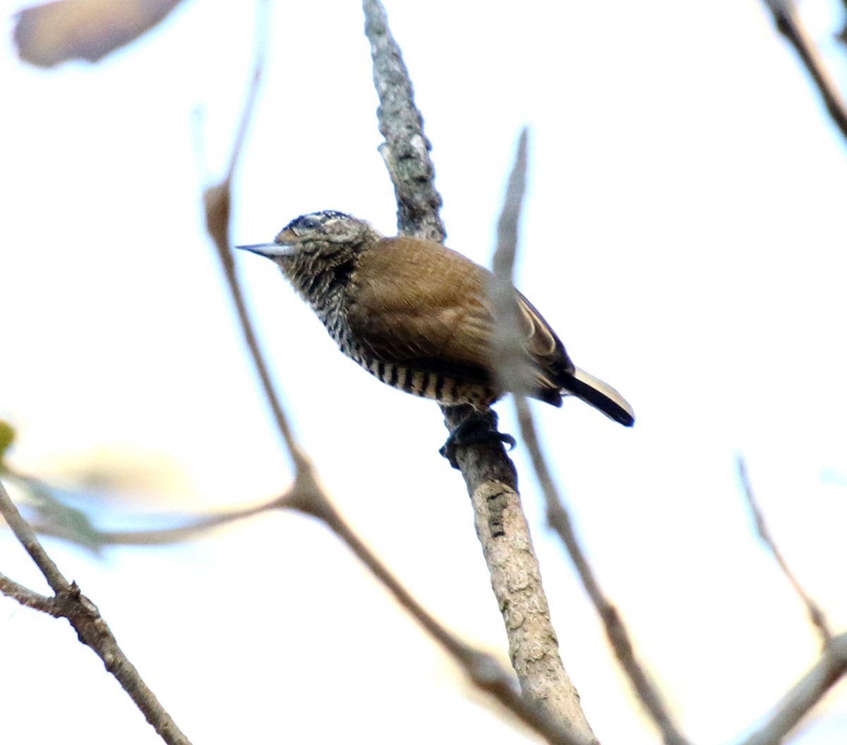 White-barred Piculet - ML620865089