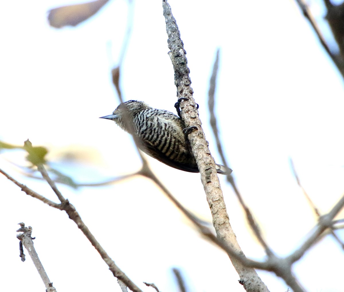 White-barred Piculet - ML620865090