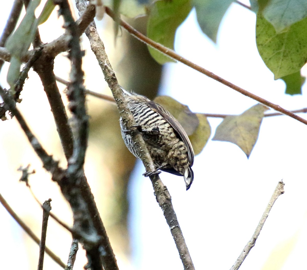 White-barred Piculet - ML620865091