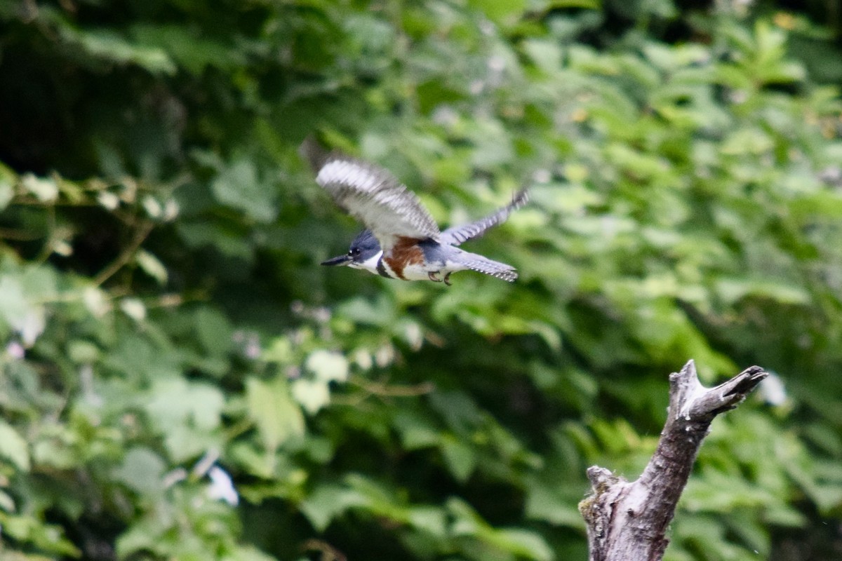 Belted Kingfisher - ML620865113