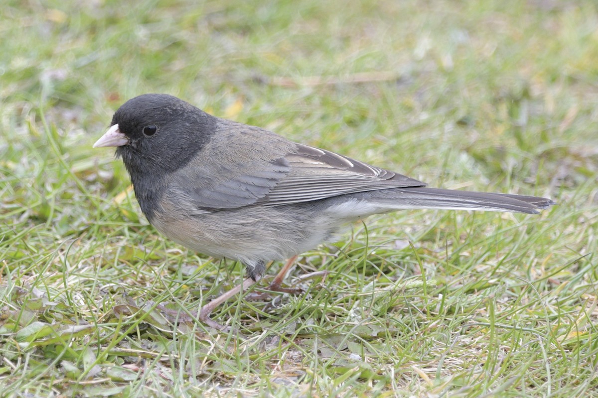 Junco Ojioscuro (grupo oreganus) - ML620865119