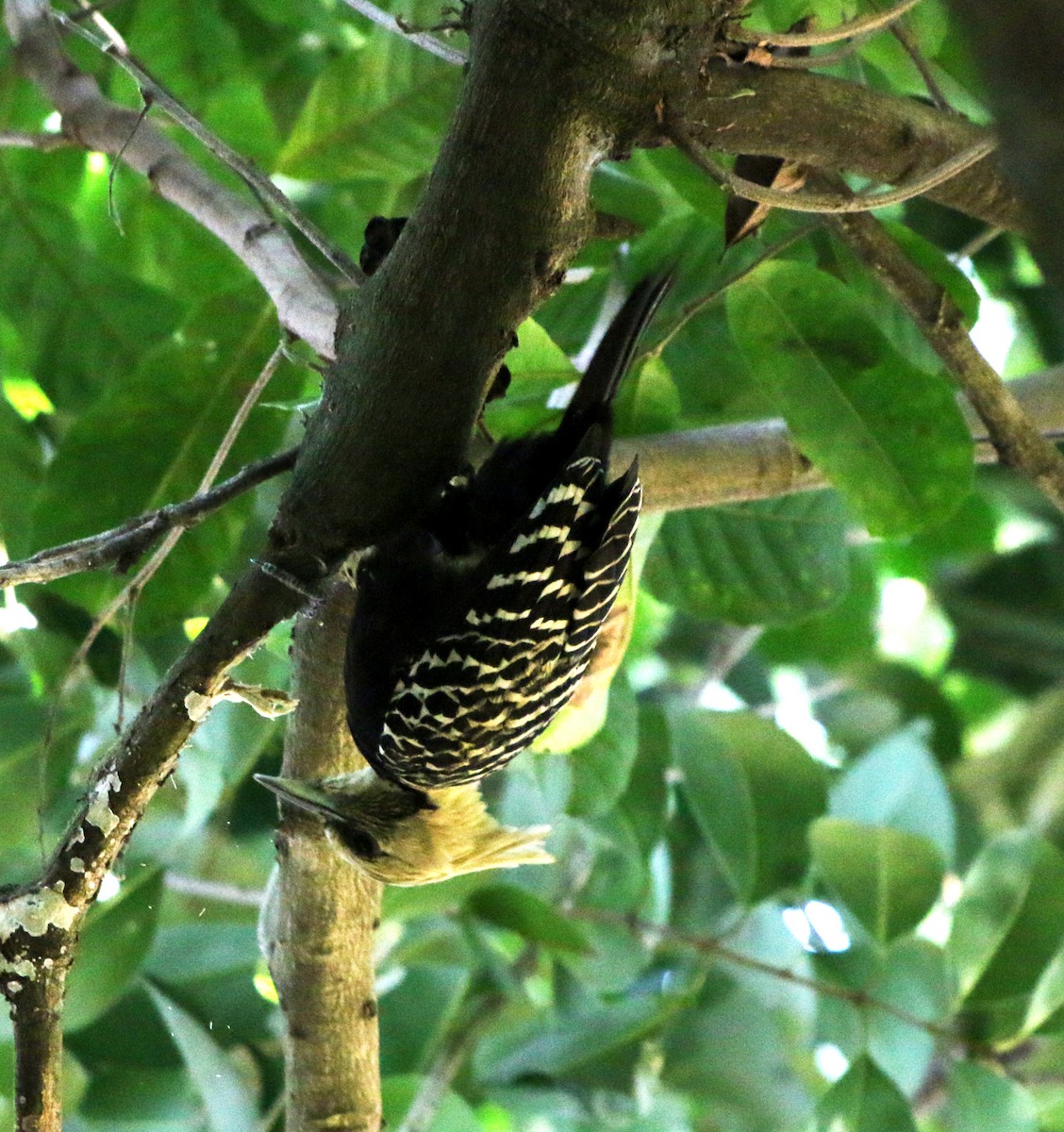 Blond-crested Woodpecker - ML620865127