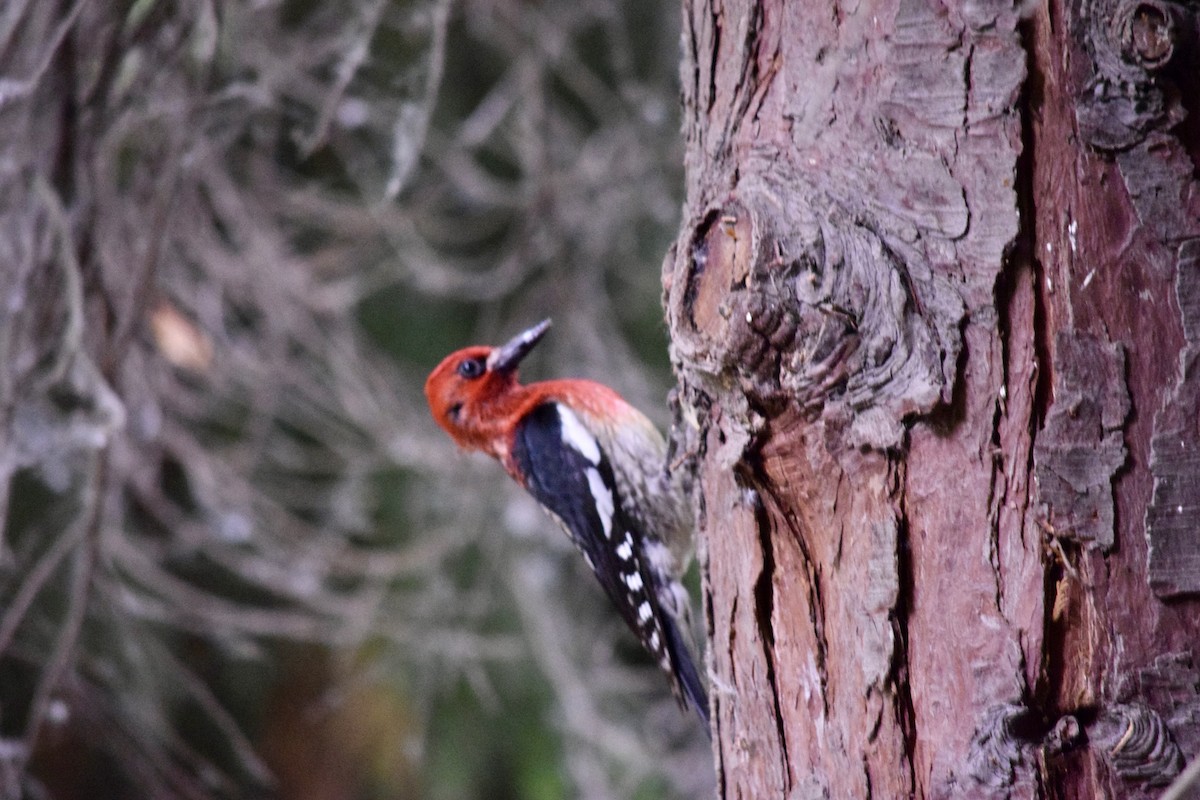 Red-breasted Sapsucker - ML620865168