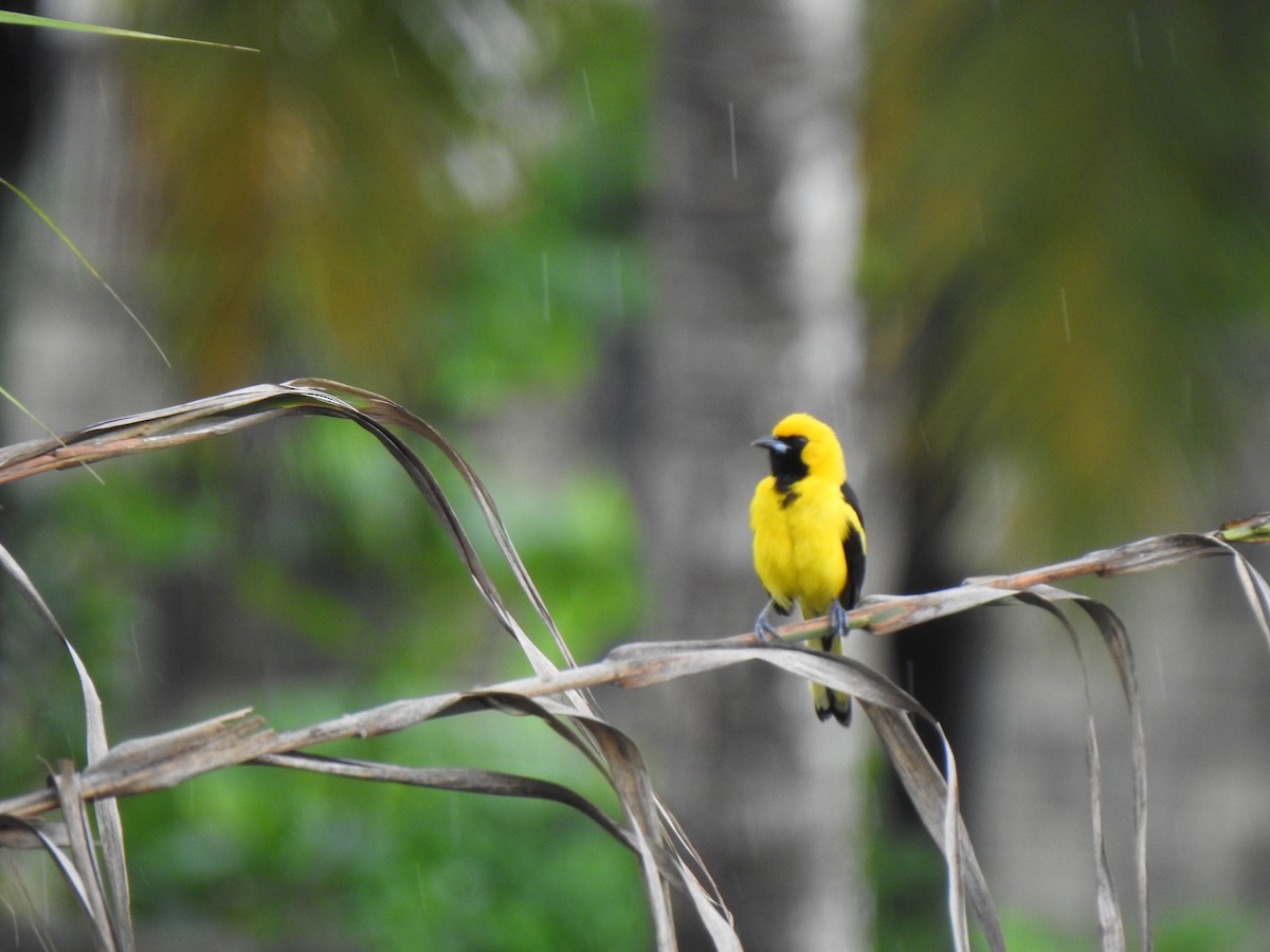 Yellow-tailed Oriole - ML620865177