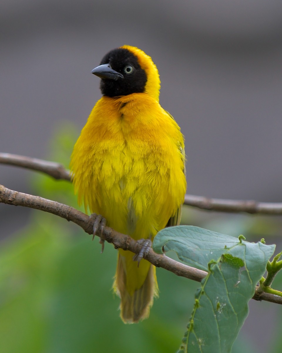 Lesser Masked-Weaver - ML620865184