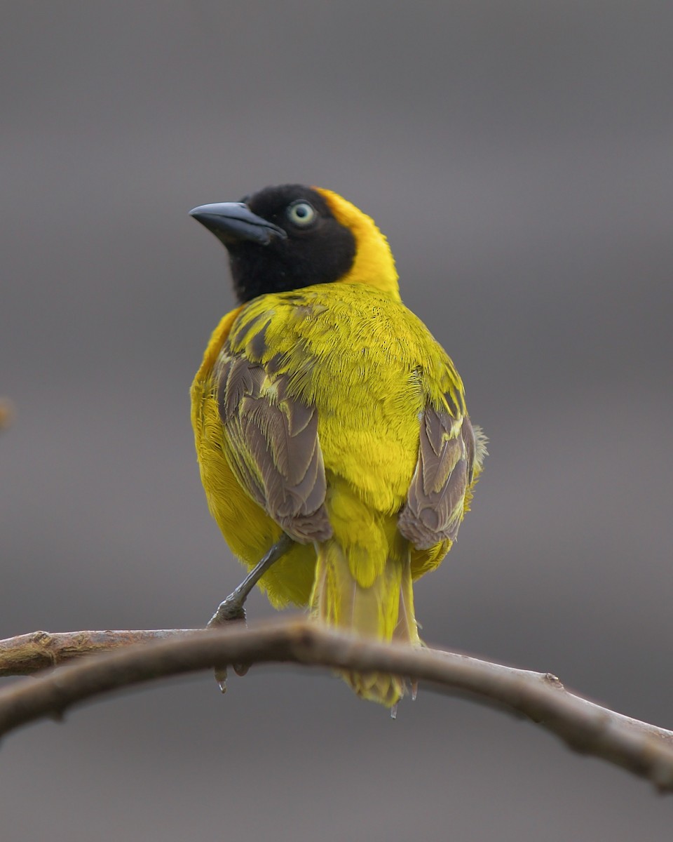 Lesser Masked-Weaver - Jerry Pelletier