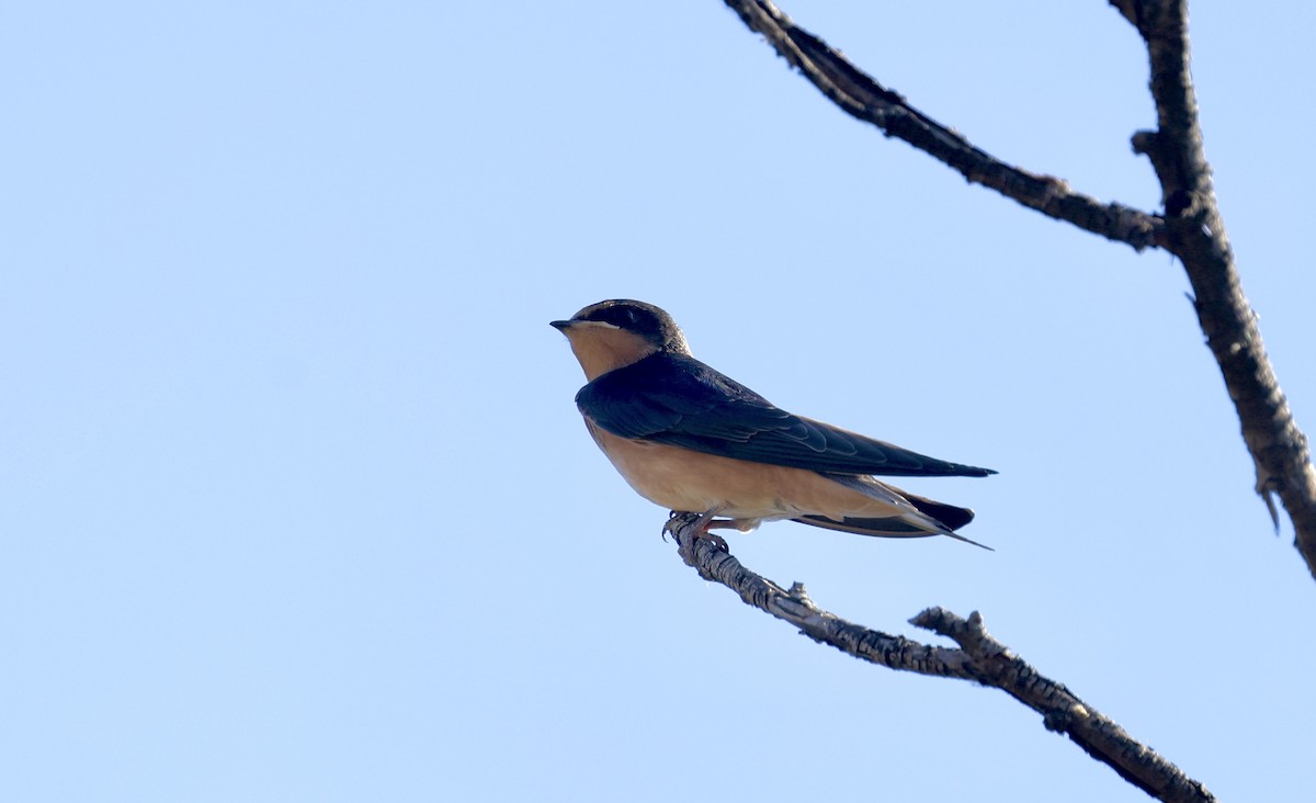 Barn Swallow - ML620865186