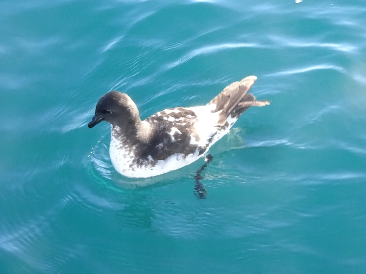 Cape Petrel - ML620865189