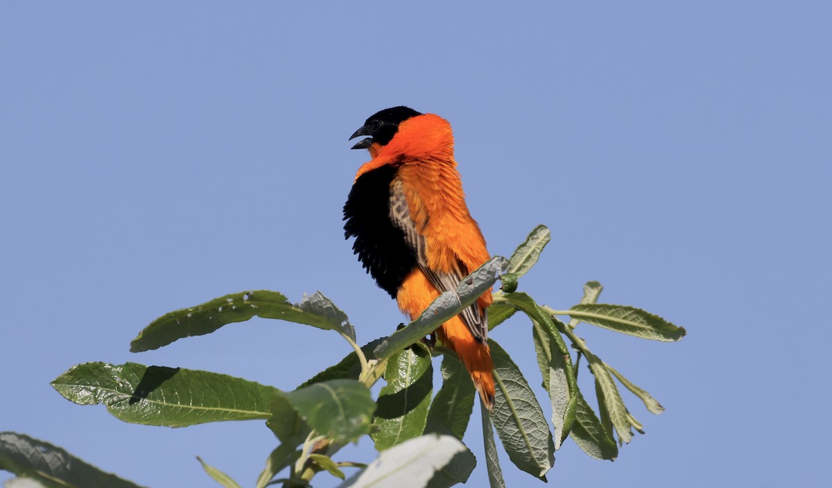 Northern Red Bishop - ML620865191