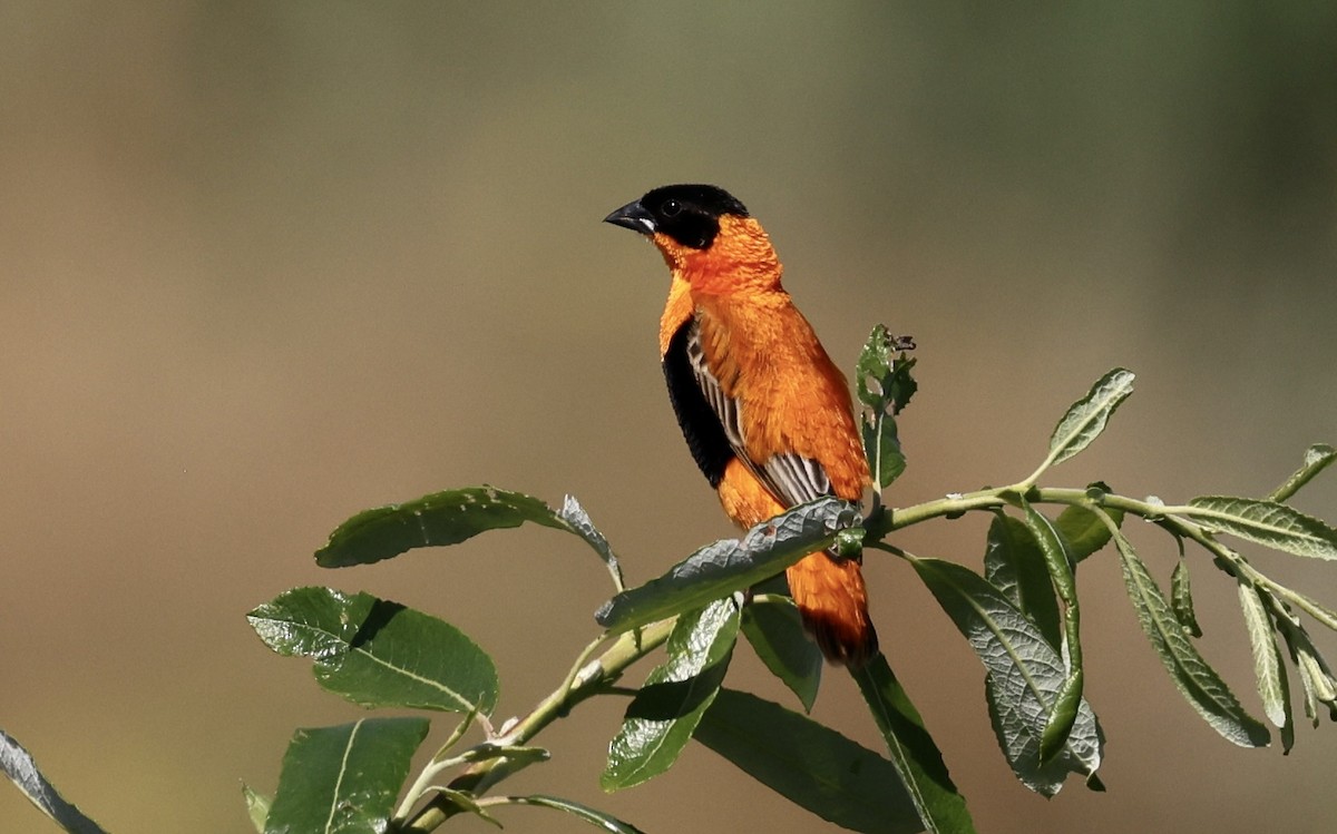 Northern Red Bishop - Anne Bielamowicz