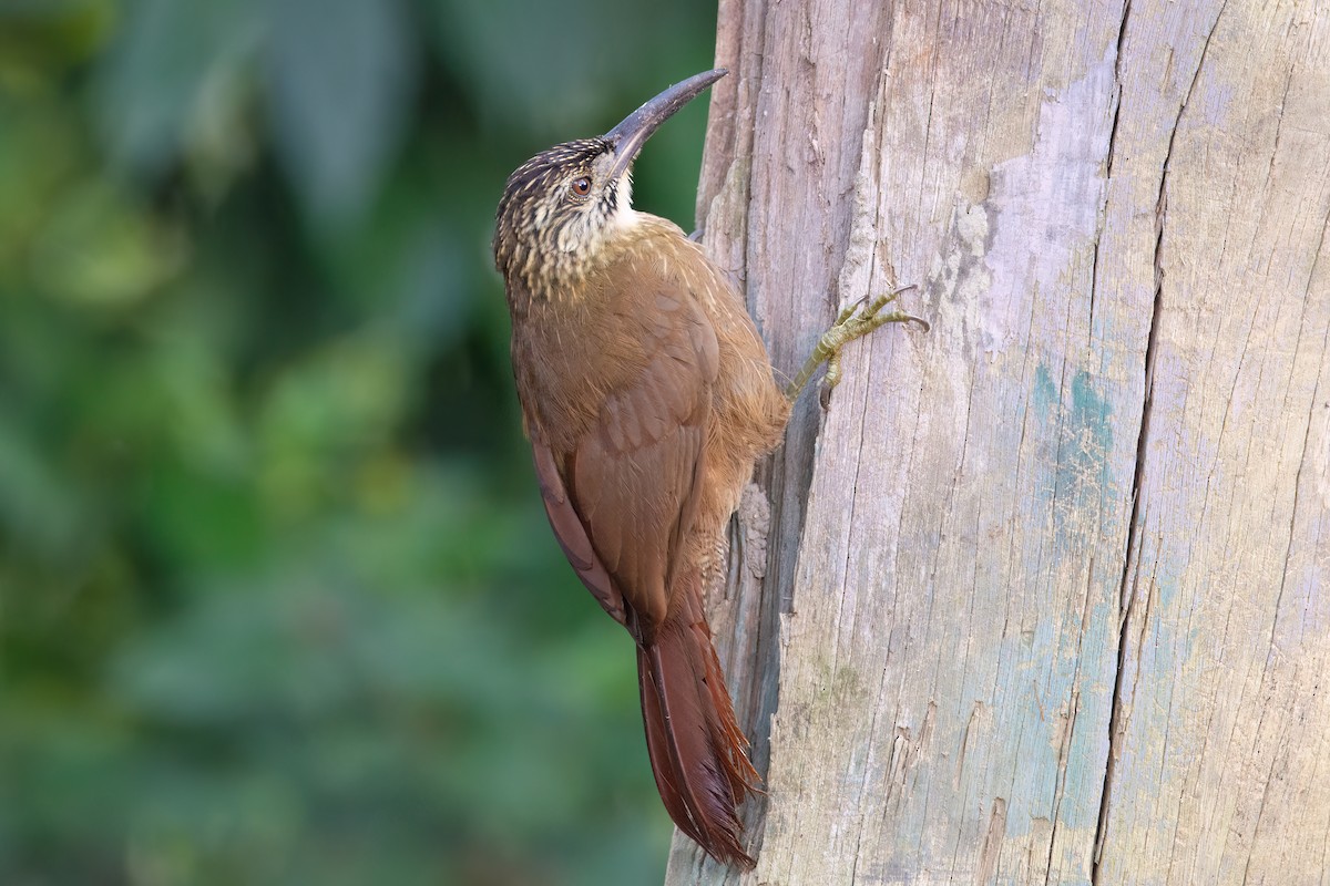 White-throated Woodcreeper - ML620865233
