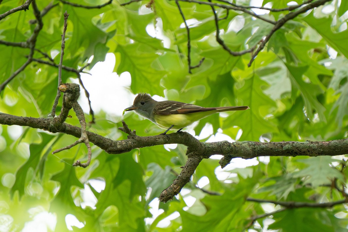 Great Crested Flycatcher - ML620865247