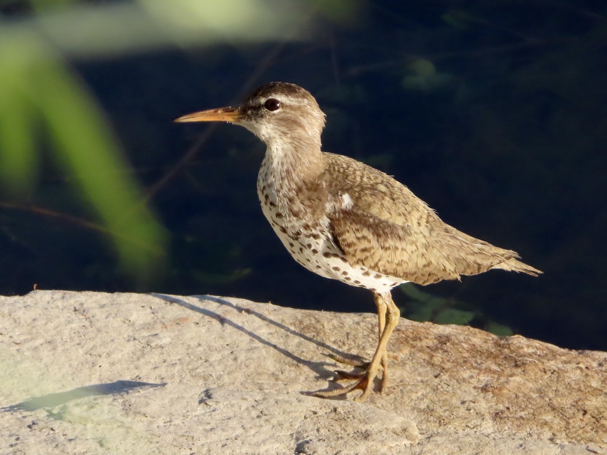 Spotted Sandpiper - ML620865257