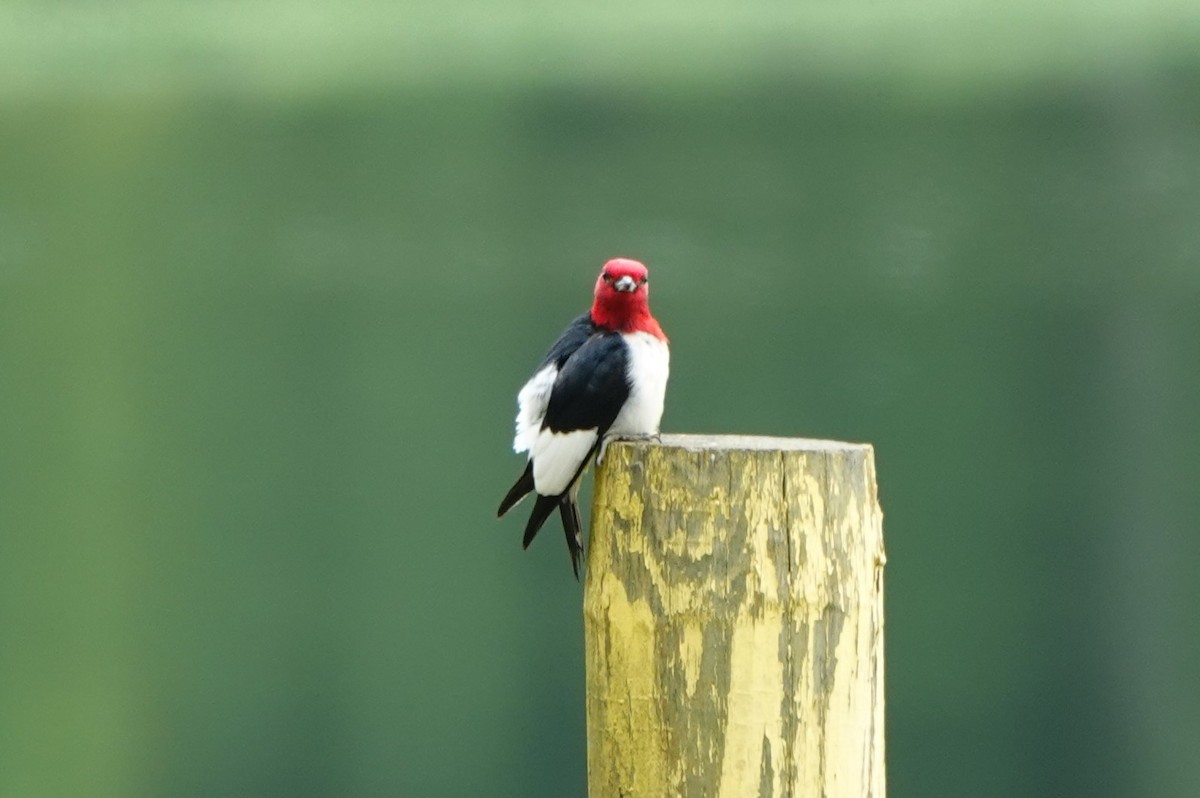 Red-headed Woodpecker - ML620865262