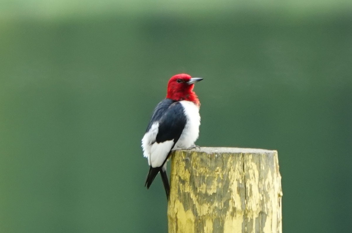 Red-headed Woodpecker - ML620865263
