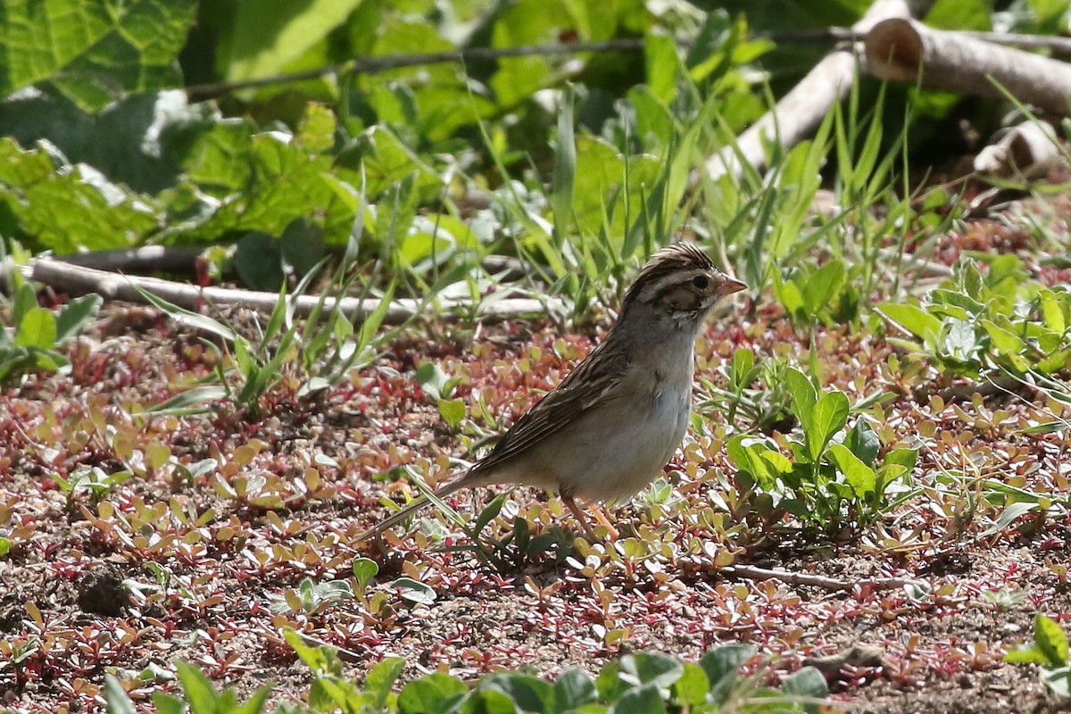 Clay-colored Sparrow - Mark Chavez