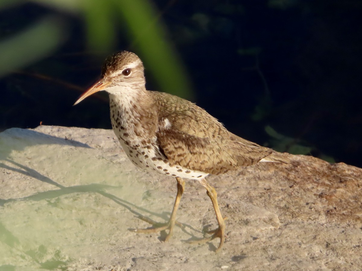 Spotted Sandpiper - ML620865265